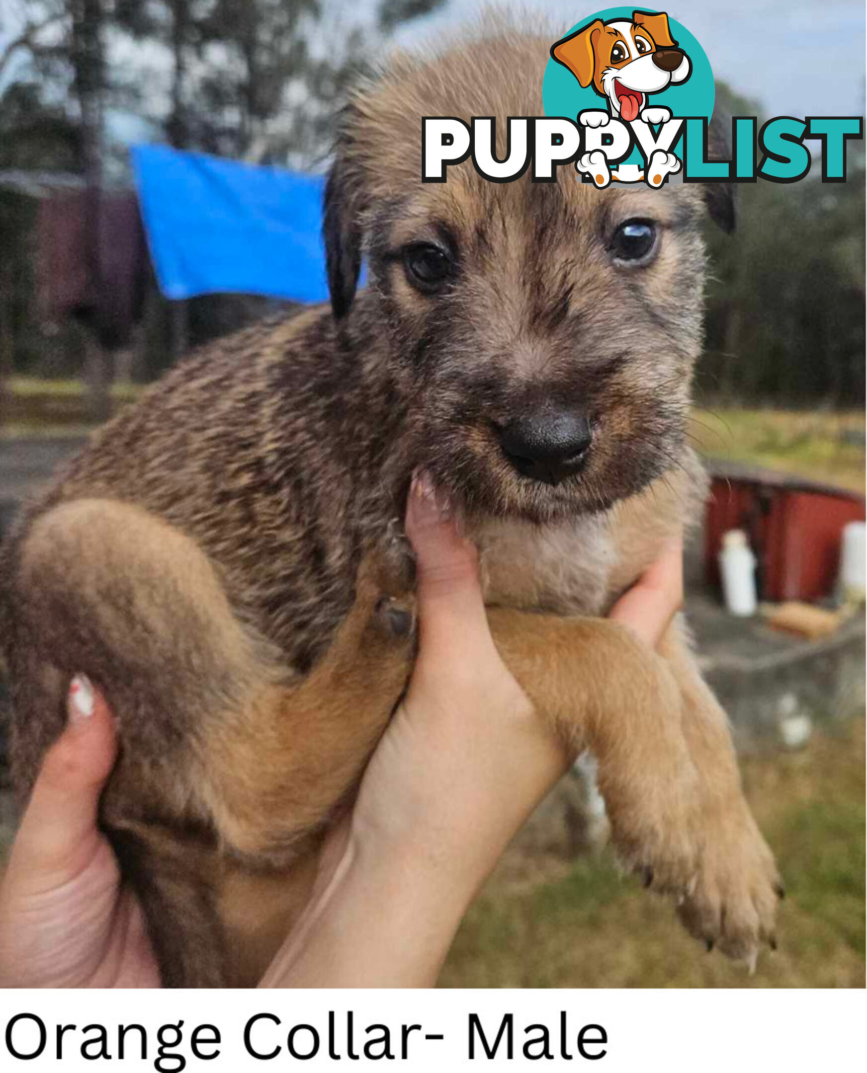 Wolfhound X Deerhound Puppies