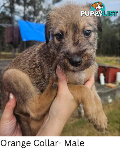 Wolfhound X Deerhound Puppies