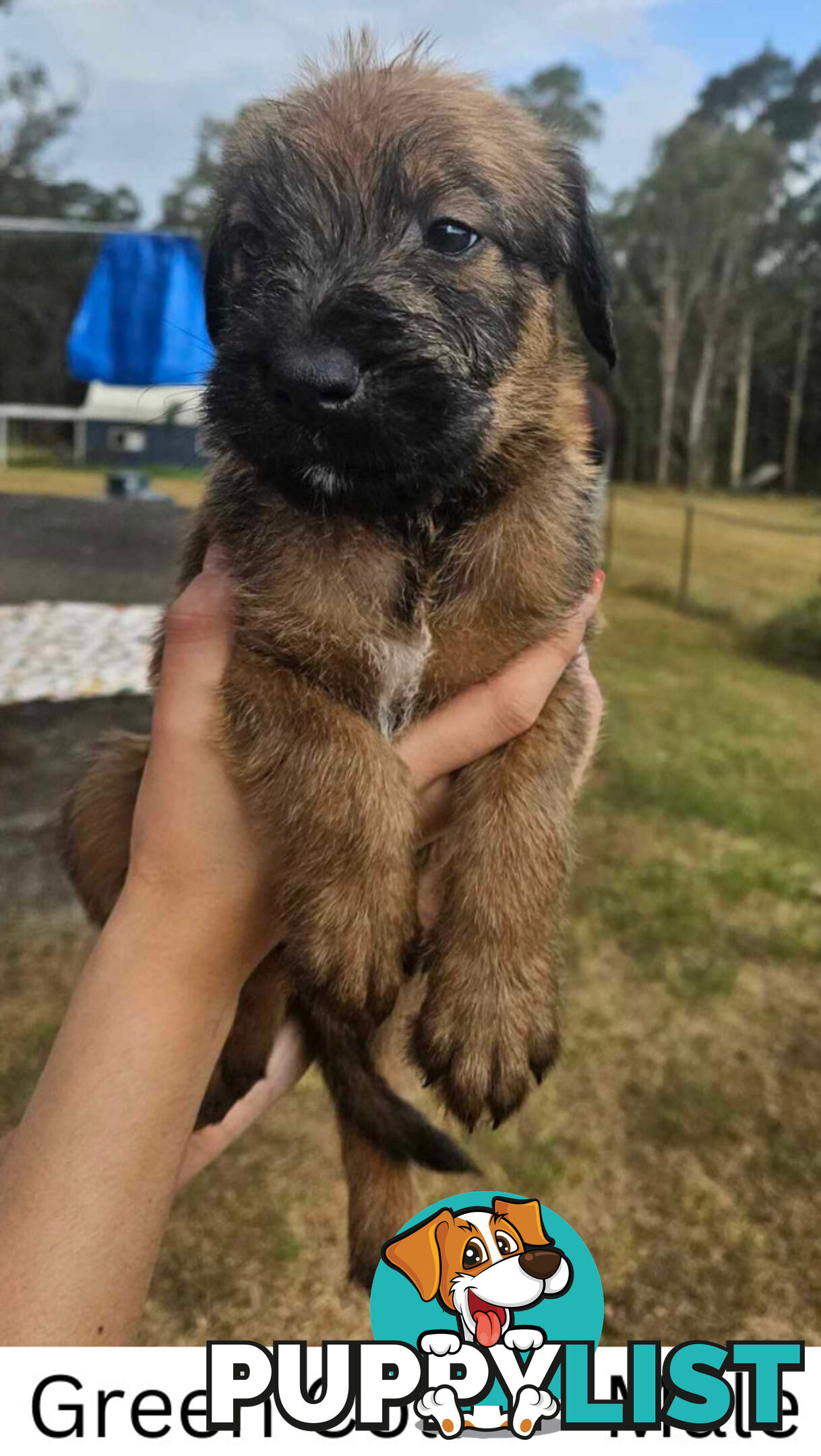 Wolfhound X Deerhound Puppies