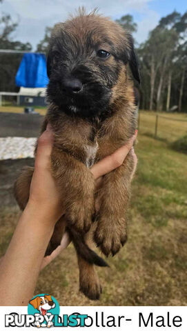 Wolfhound X Deerhound Puppies