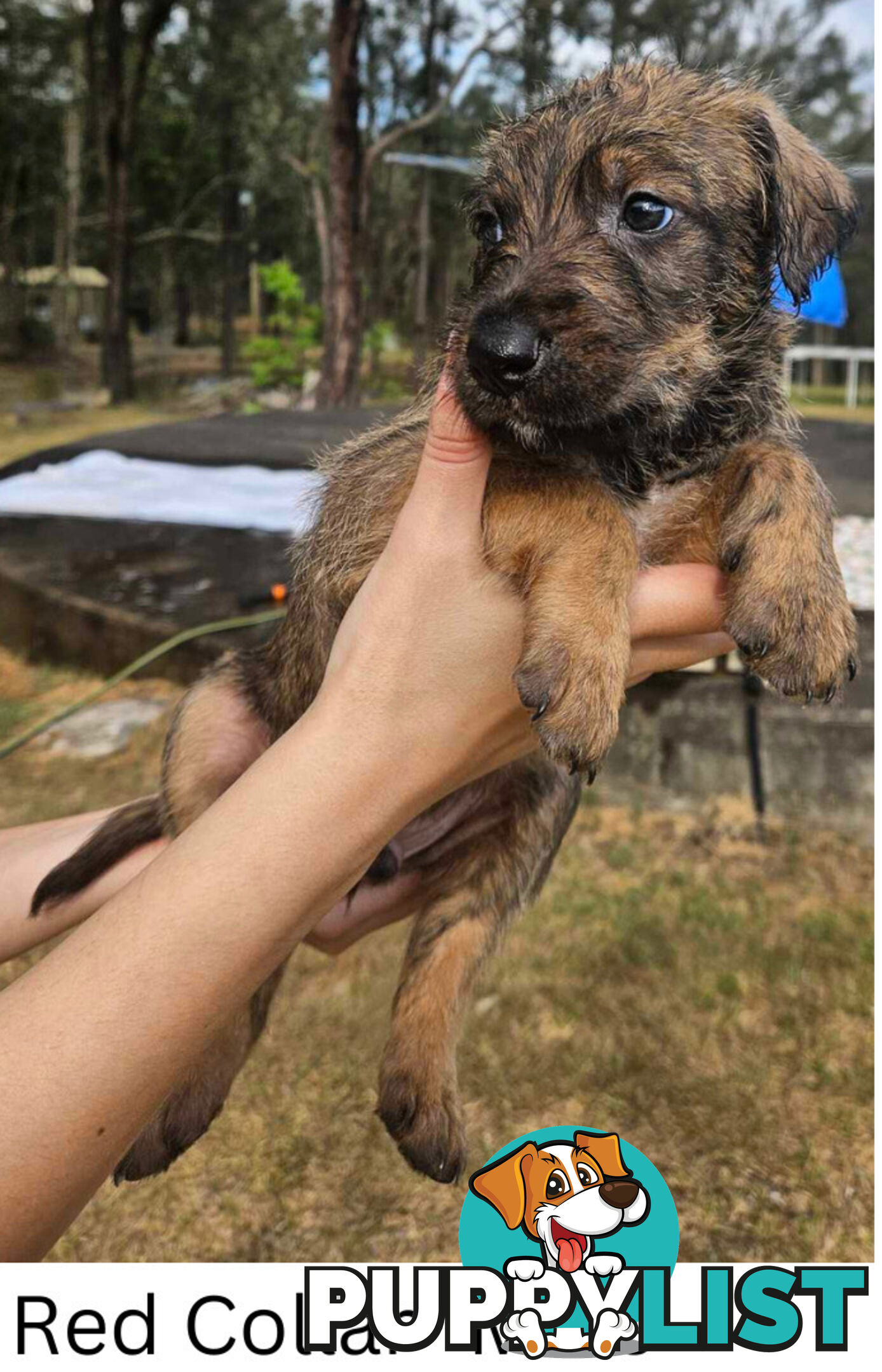 Wolfhound X Deerhound Puppies