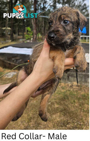 Wolfhound X Deerhound Puppies