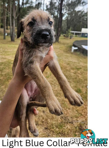 Wolfhound X Deerhound Puppies