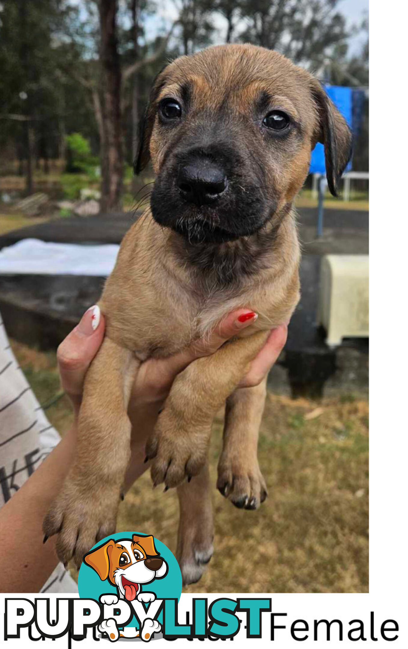 Wolfhound X Deerhound Puppies