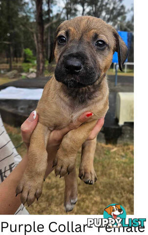 Wolfhound X Deerhound Puppies