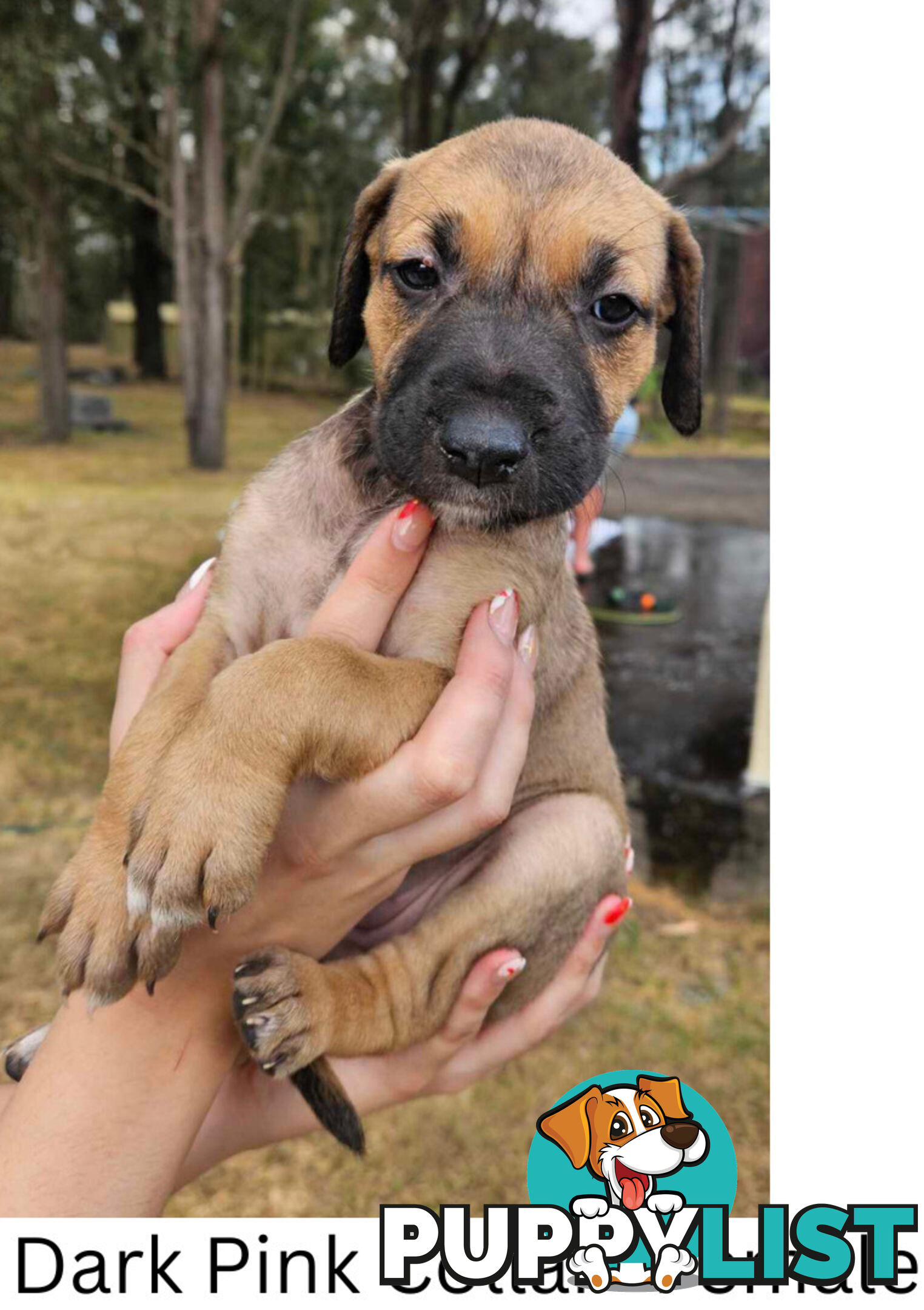 Wolfhound X Deerhound Puppies