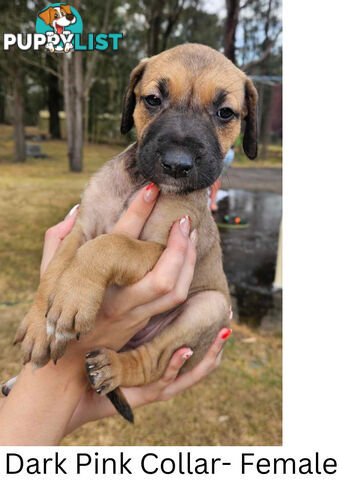 Wolfhound X Deerhound Puppies