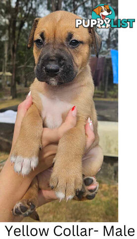 Wolfhound X Deerhound Puppies