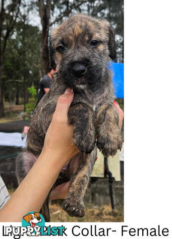 Wolfhound X Deerhound Puppies