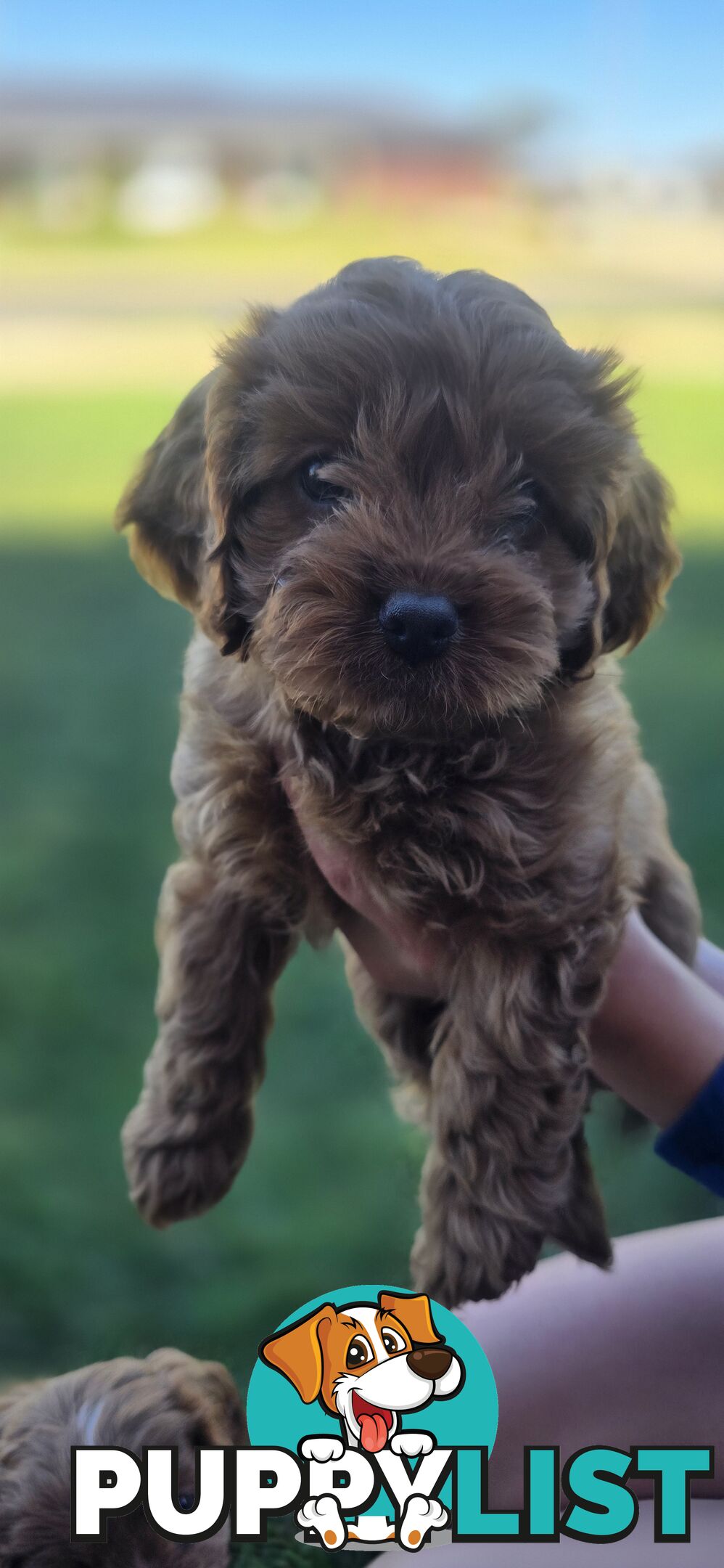 Xmas eve Cavoodles