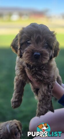 Xmas eve Cavoodles