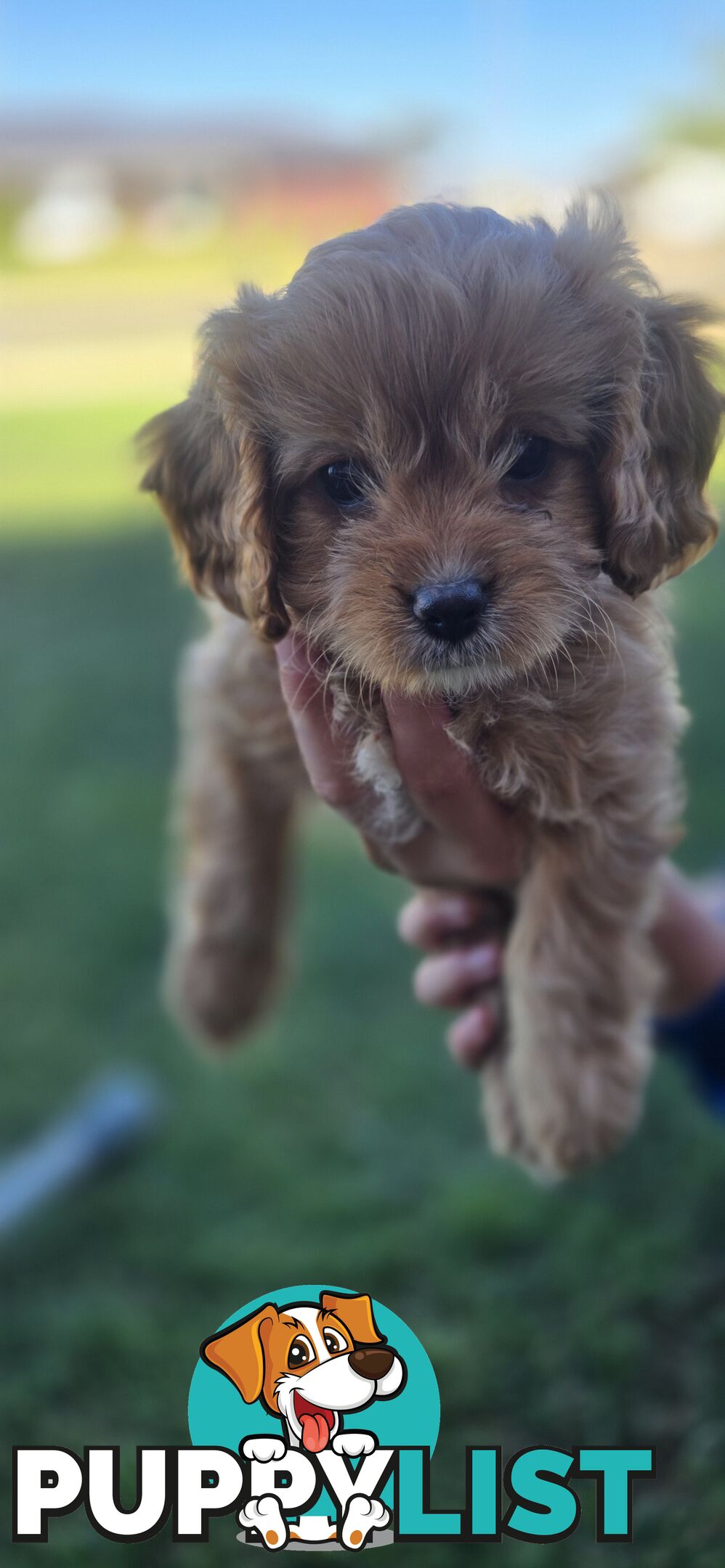 Xmas eve Cavoodles