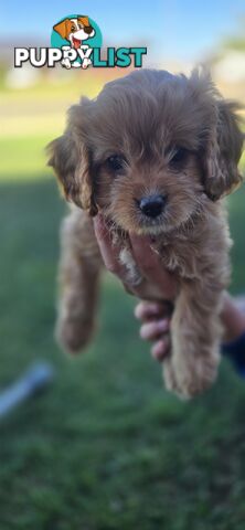 Xmas eve Cavoodles