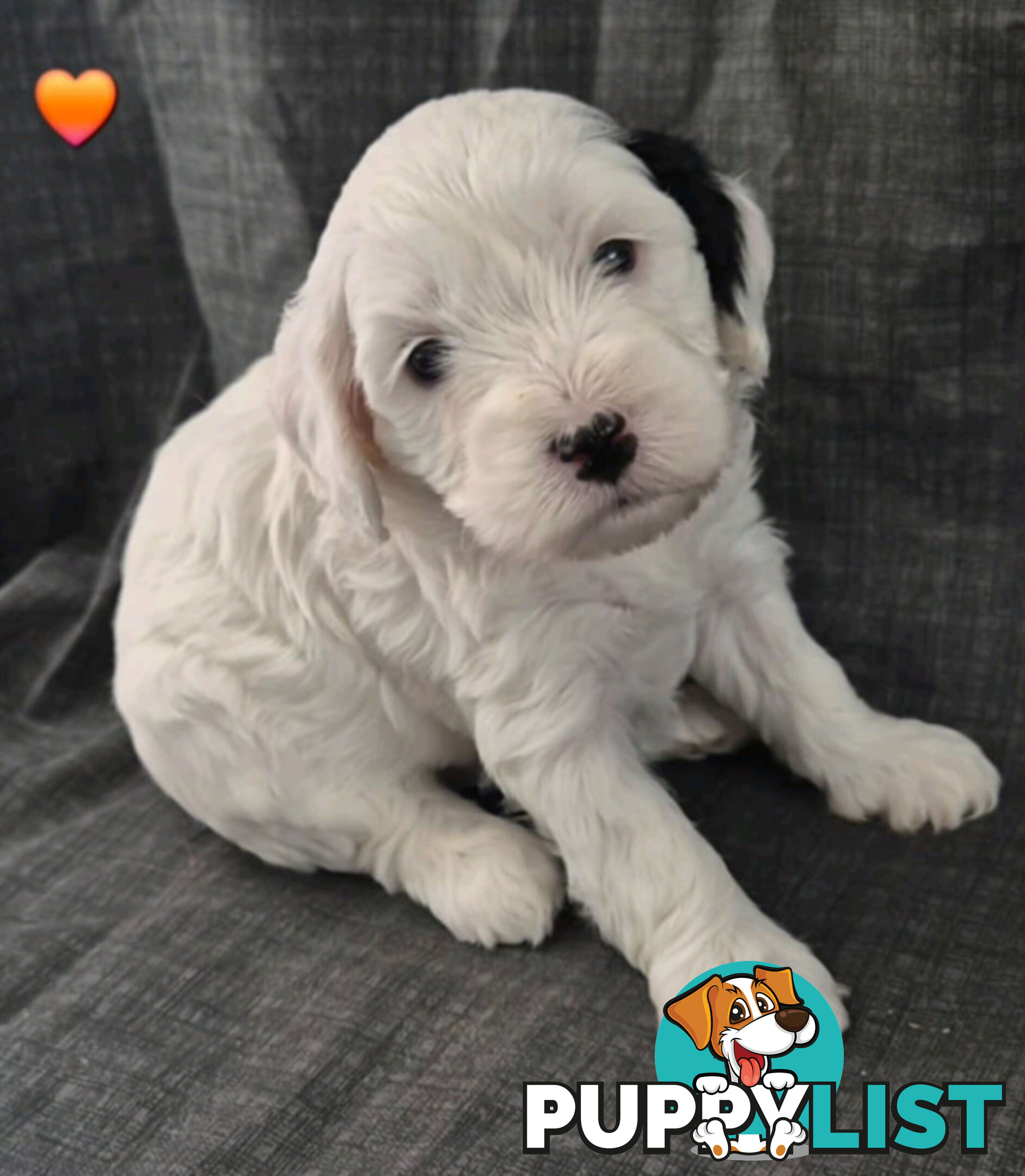 *** ONLY 2 LEFT!! ***  Aussie Labradoodle Puppies