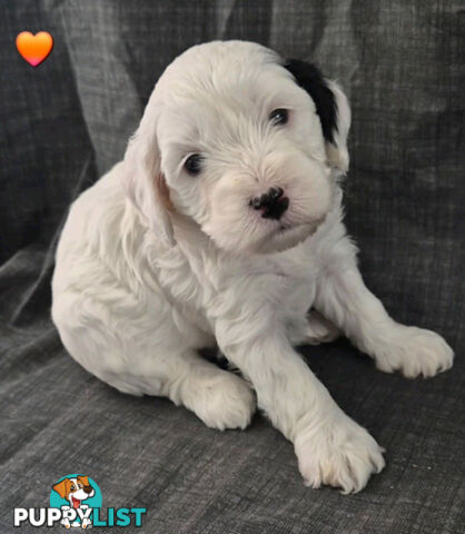 *** ONLY 2 LEFT!! ***  Aussie Labradoodle Puppies