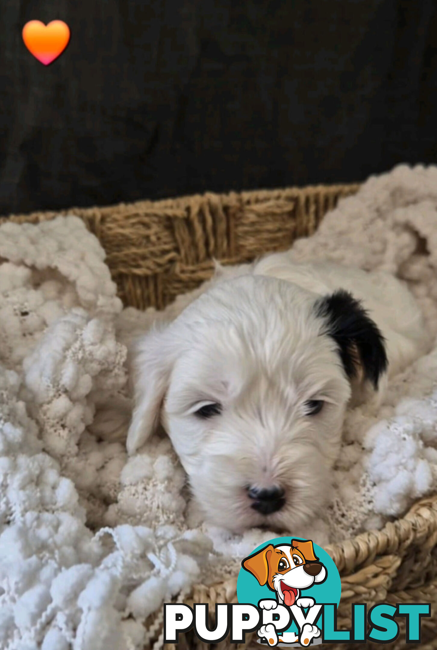 *** ONLY 2 LEFT!! ***  Aussie Labradoodle Puppies