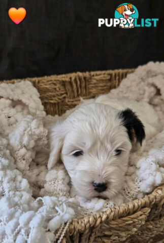 *** ONLY 2 LEFT!! ***  Aussie Labradoodle Puppies