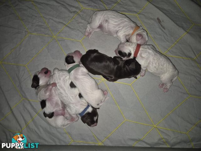 Aussie Labradoodle Puppies