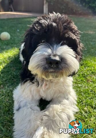 *** ONLY 2 LEFT!! ***  Aussie Labradoodle Puppies