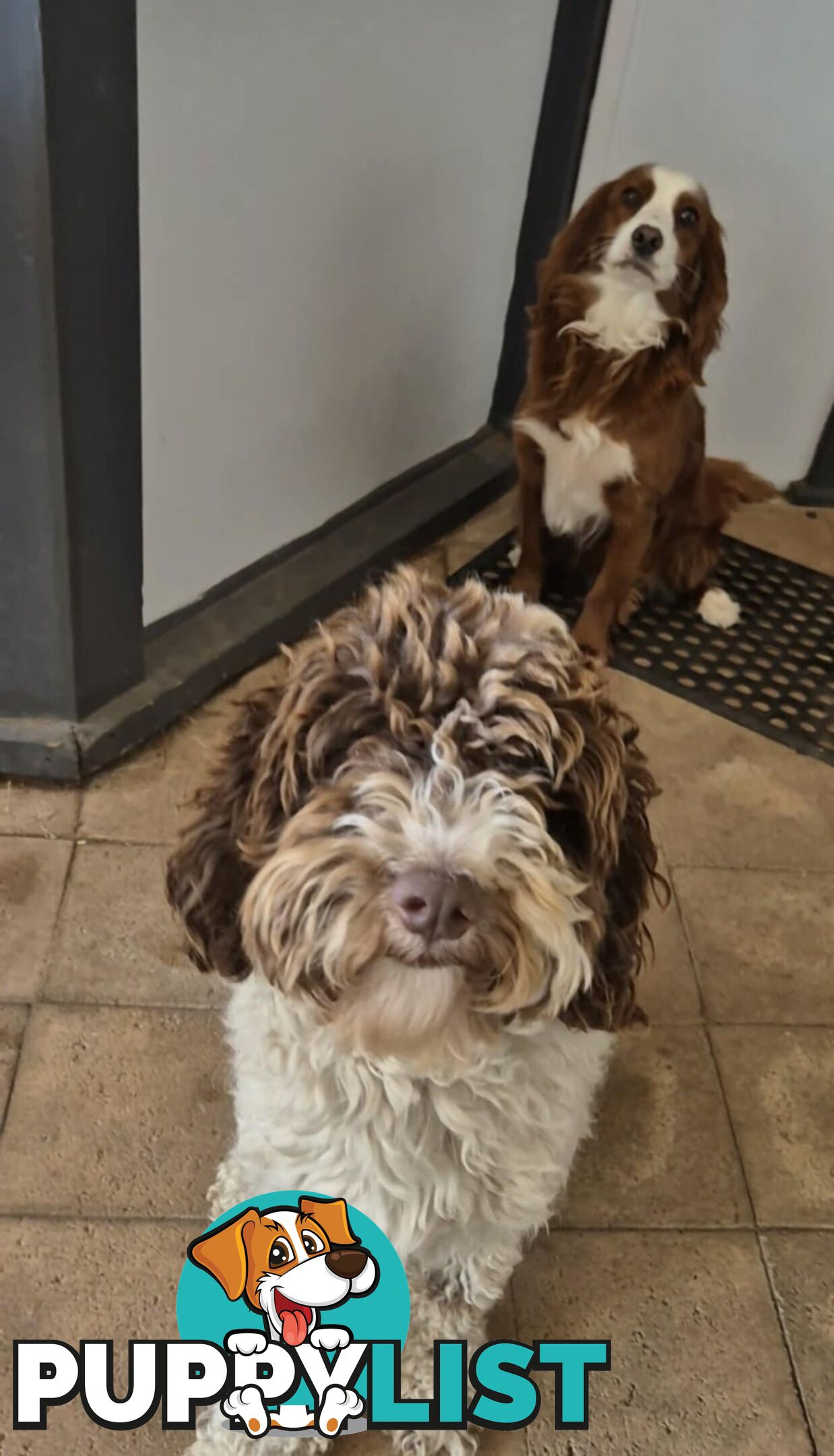 *** ONLY 2 LEFT!! ***  Aussie Labradoodle Puppies