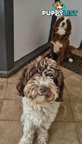 *** ONLY 2 LEFT!! ***  Aussie Labradoodle Puppies