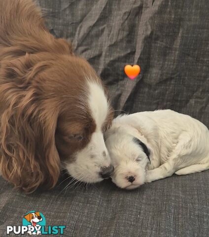 *** ONLY 2 LEFT!! ***  Aussie Labradoodle Puppies