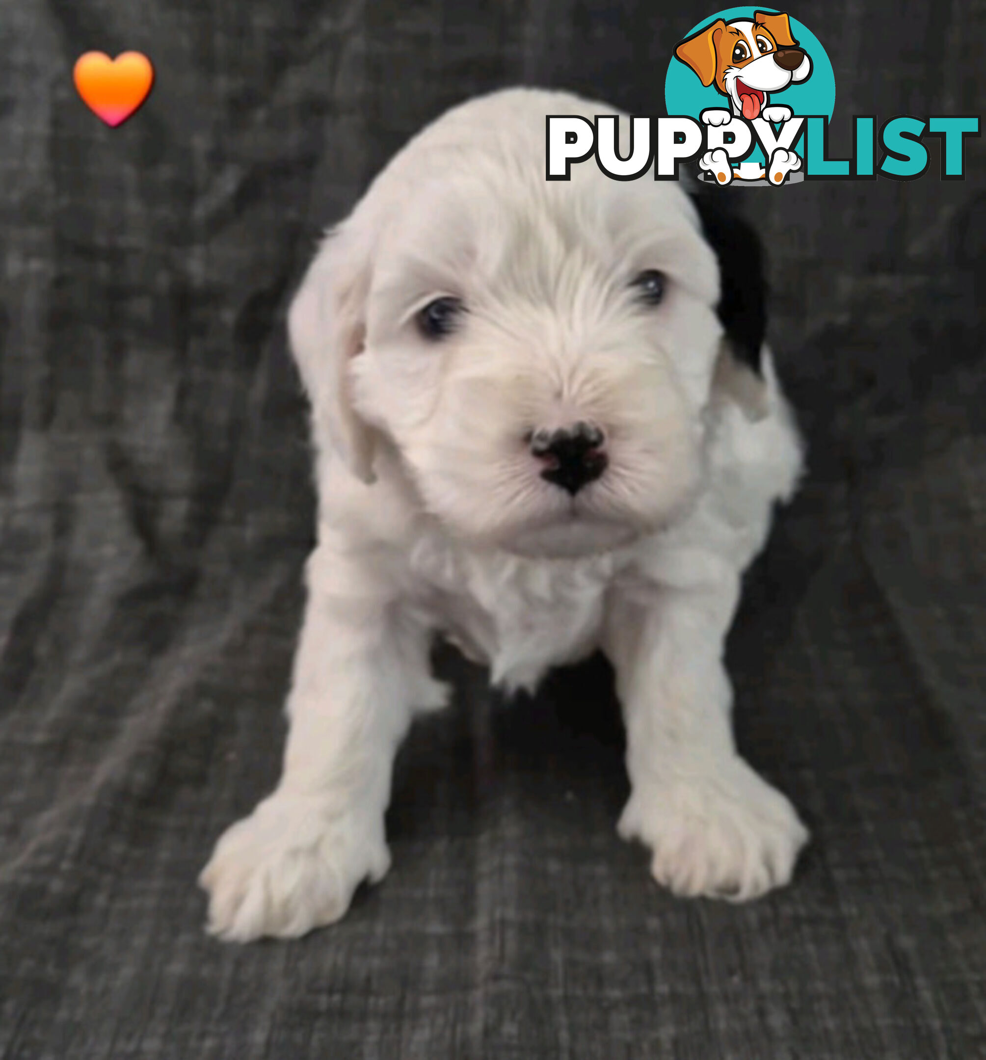 *** ONLY 2 LEFT!! ***  Aussie Labradoodle Puppies