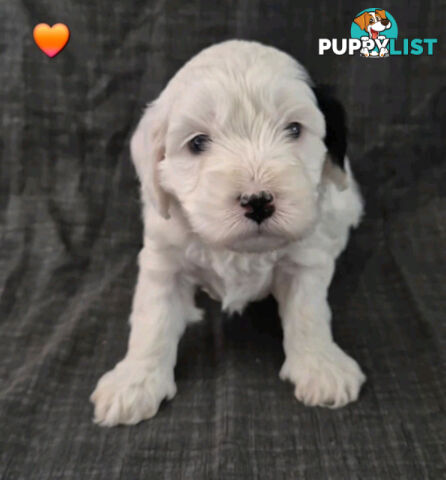 *** ONLY 2 LEFT!! ***  Aussie Labradoodle Puppies