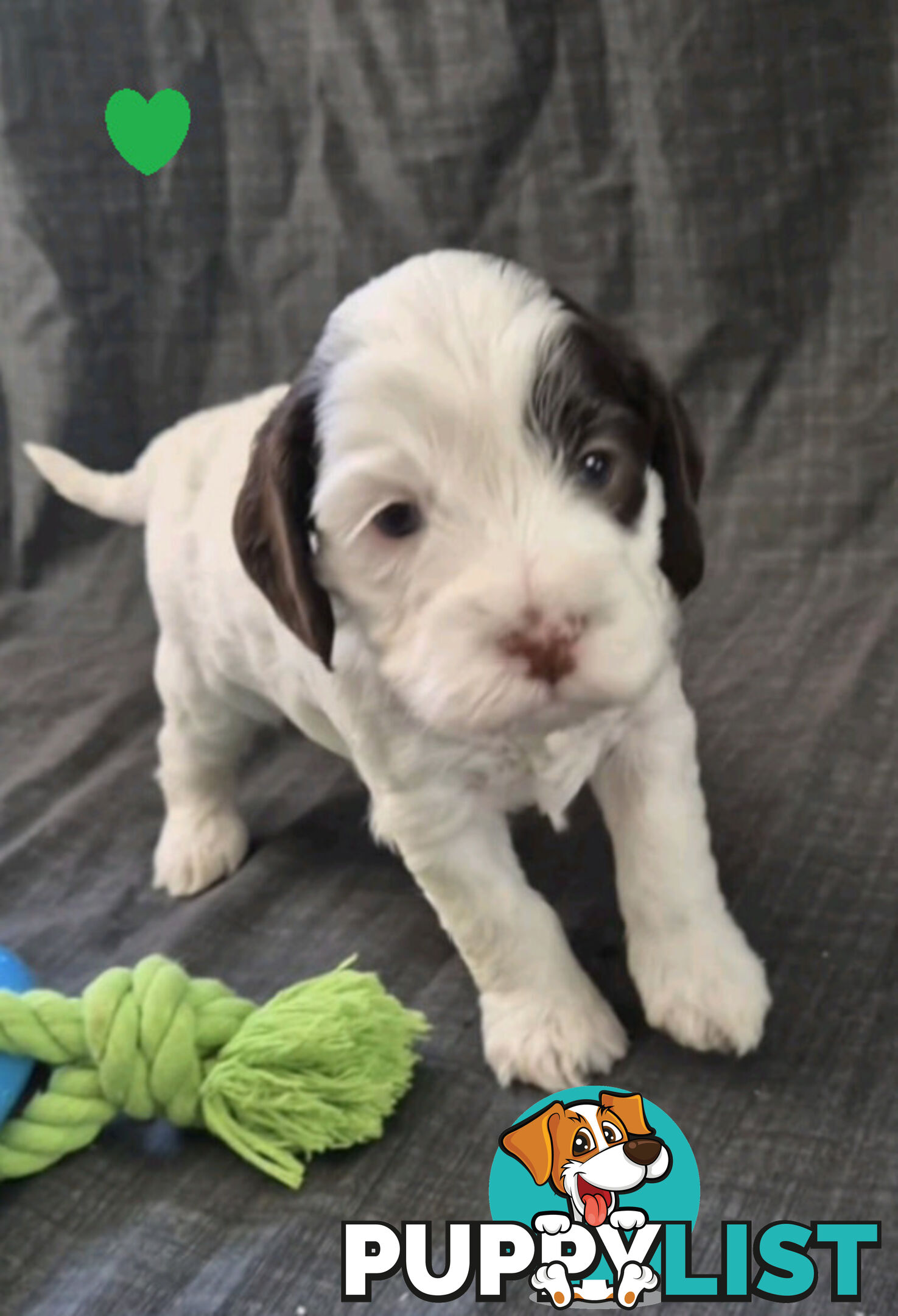 *** ONLY 2 LEFT!! ***  Aussie Labradoodle Puppies