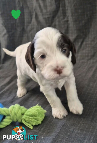 *** ONLY 2 LEFT!! ***  Aussie Labradoodle Puppies