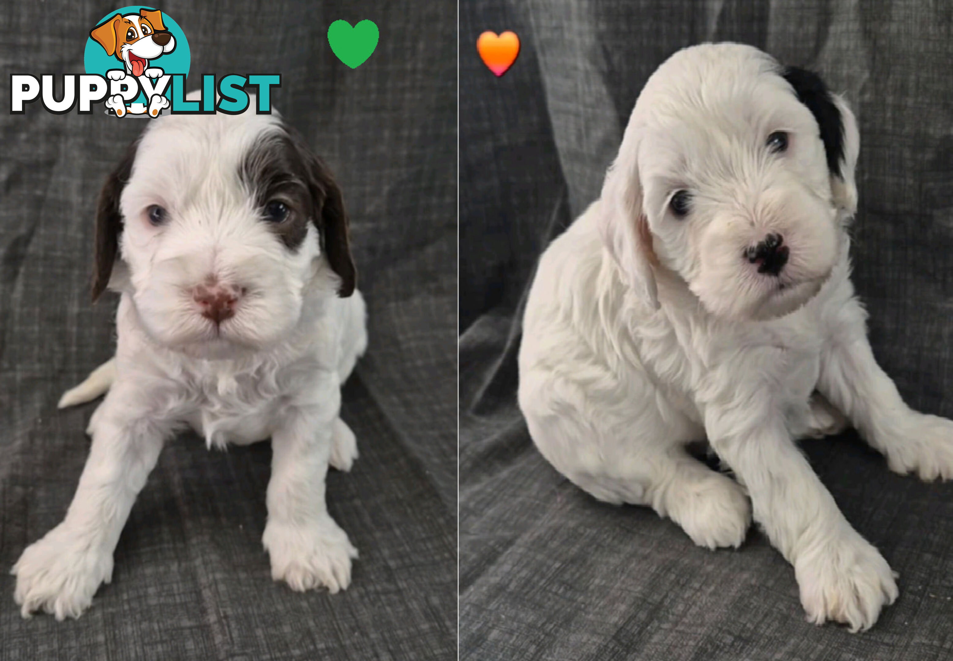 *** ONLY 2 LEFT!! ***  Aussie Labradoodle Puppies