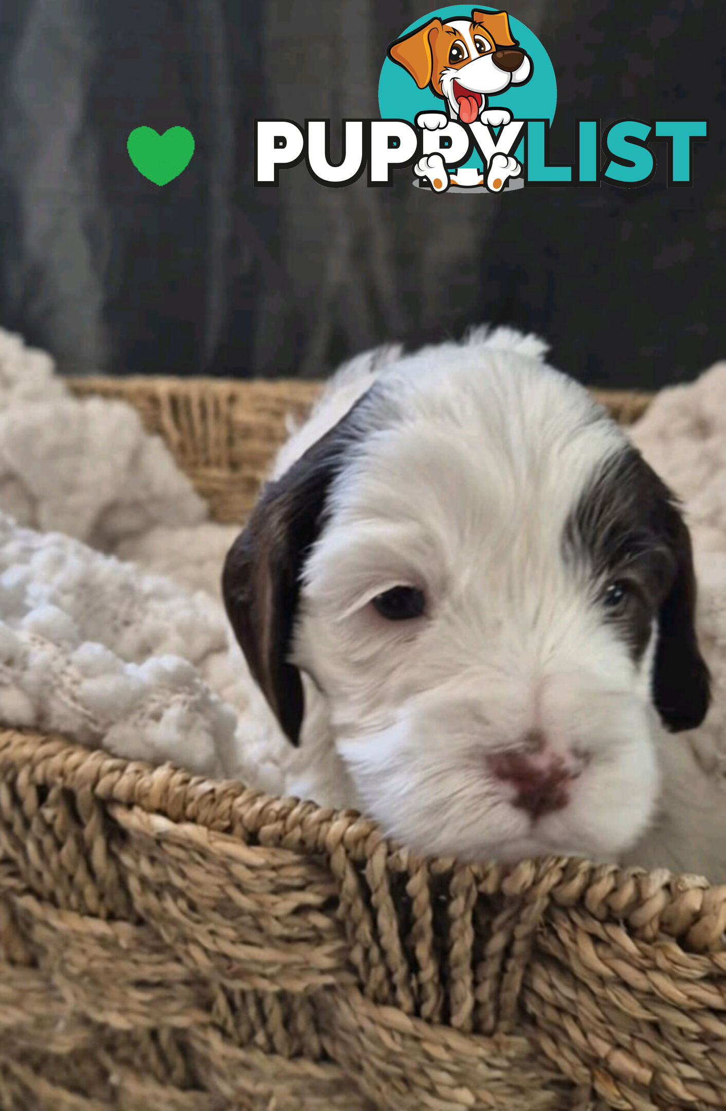 *** ONLY 2 LEFT!! ***  Aussie Labradoodle Puppies