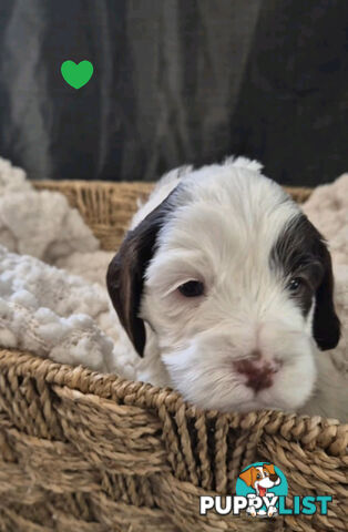 *** ONLY 2 LEFT!! ***  Aussie Labradoodle Puppies