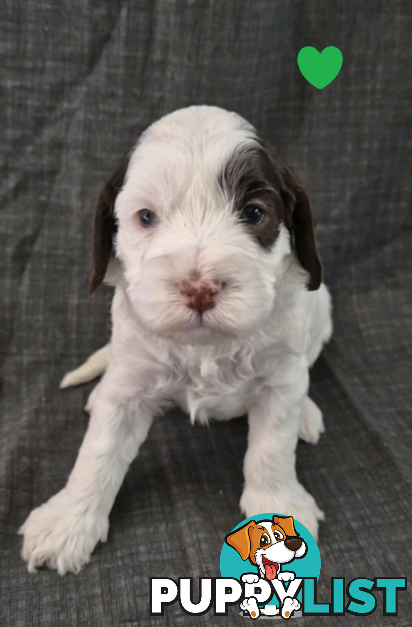 *** ONLY 2 LEFT!! ***  Aussie Labradoodle Puppies