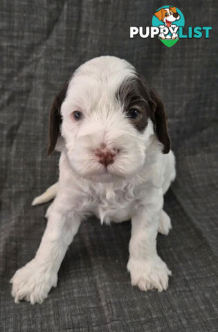 *** ONLY 2 LEFT!! ***  Aussie Labradoodle Puppies