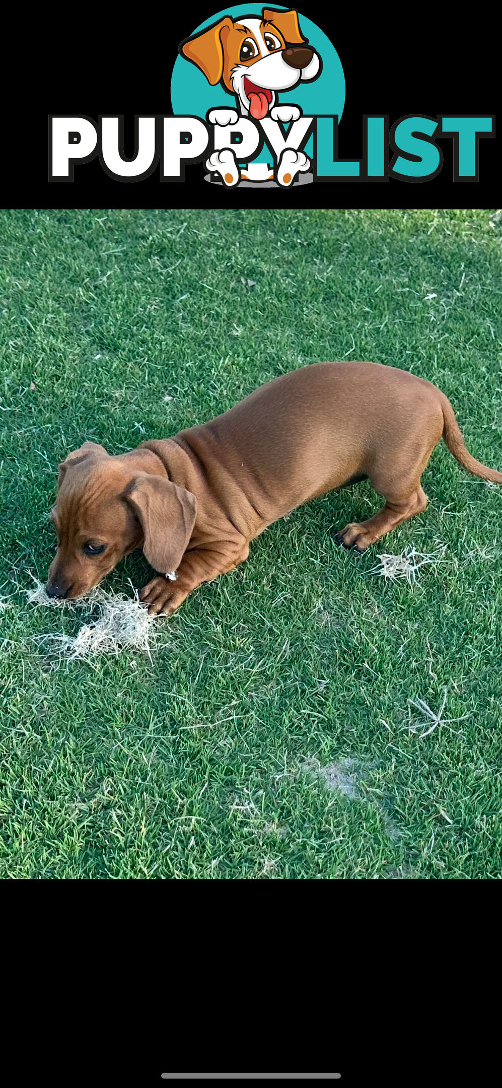 Dachshund puppies