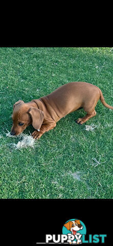 Dachshund puppies