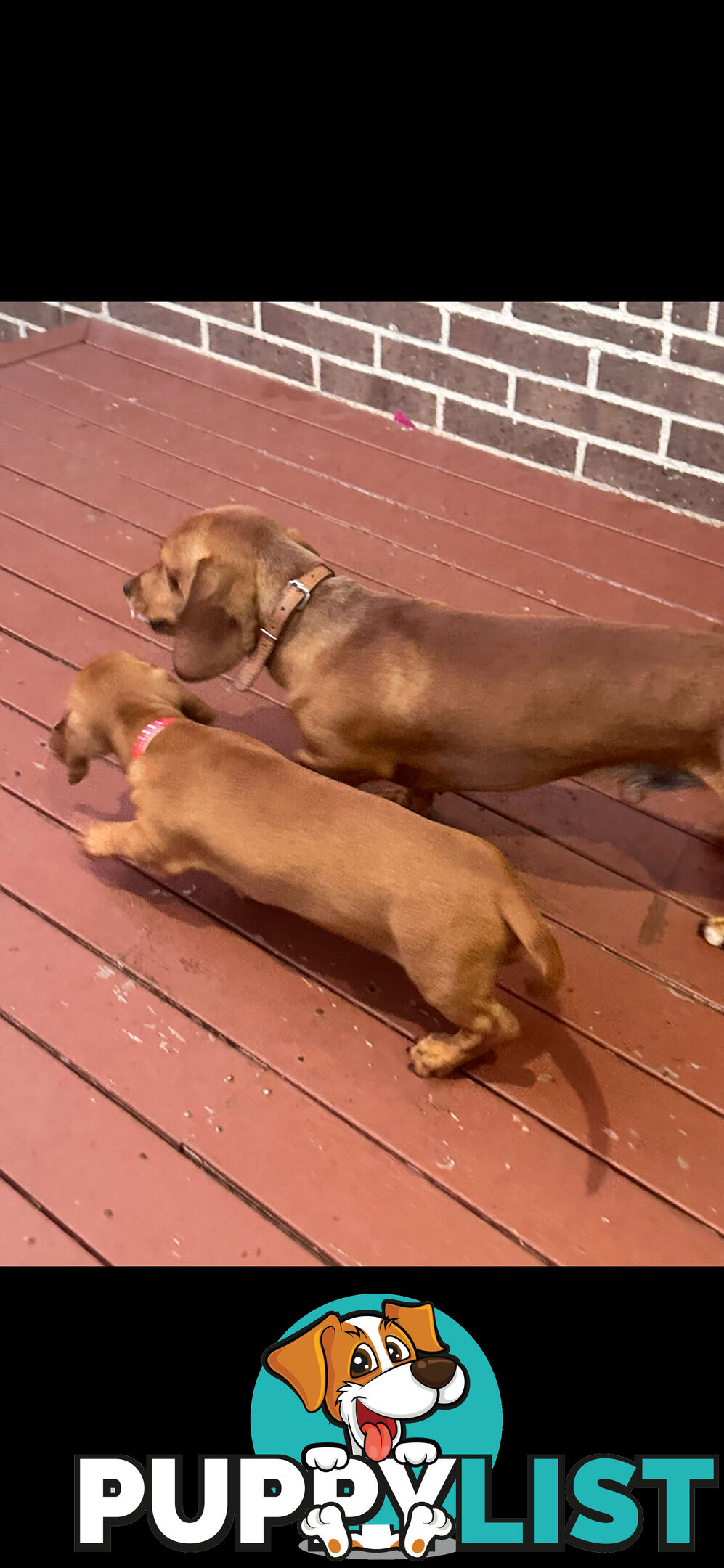 Dachshund puppies