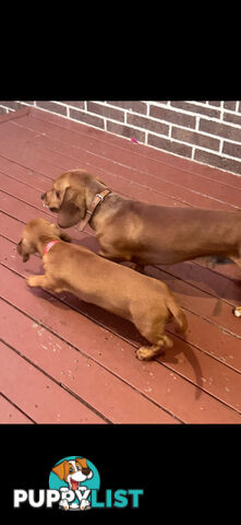 Dachshund puppies