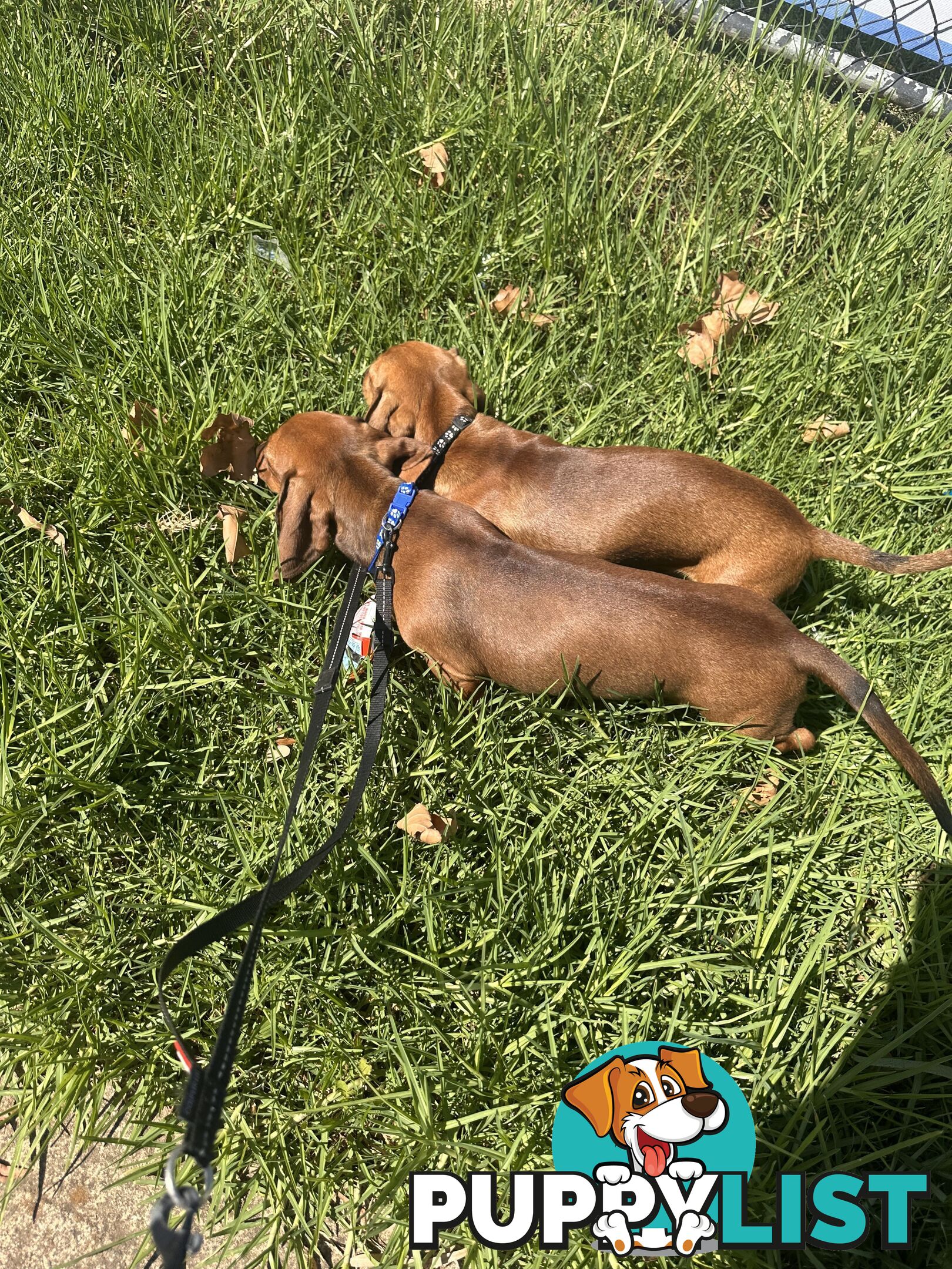 Dachshund puppies