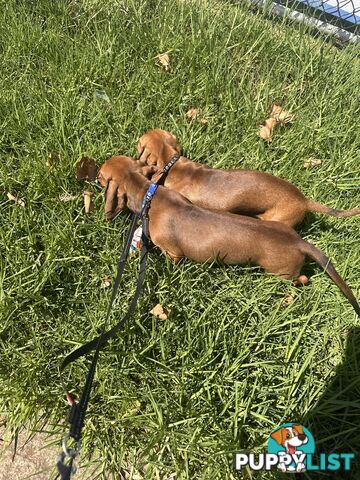 Dachshund puppies