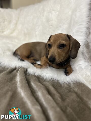 Dachshund puppies