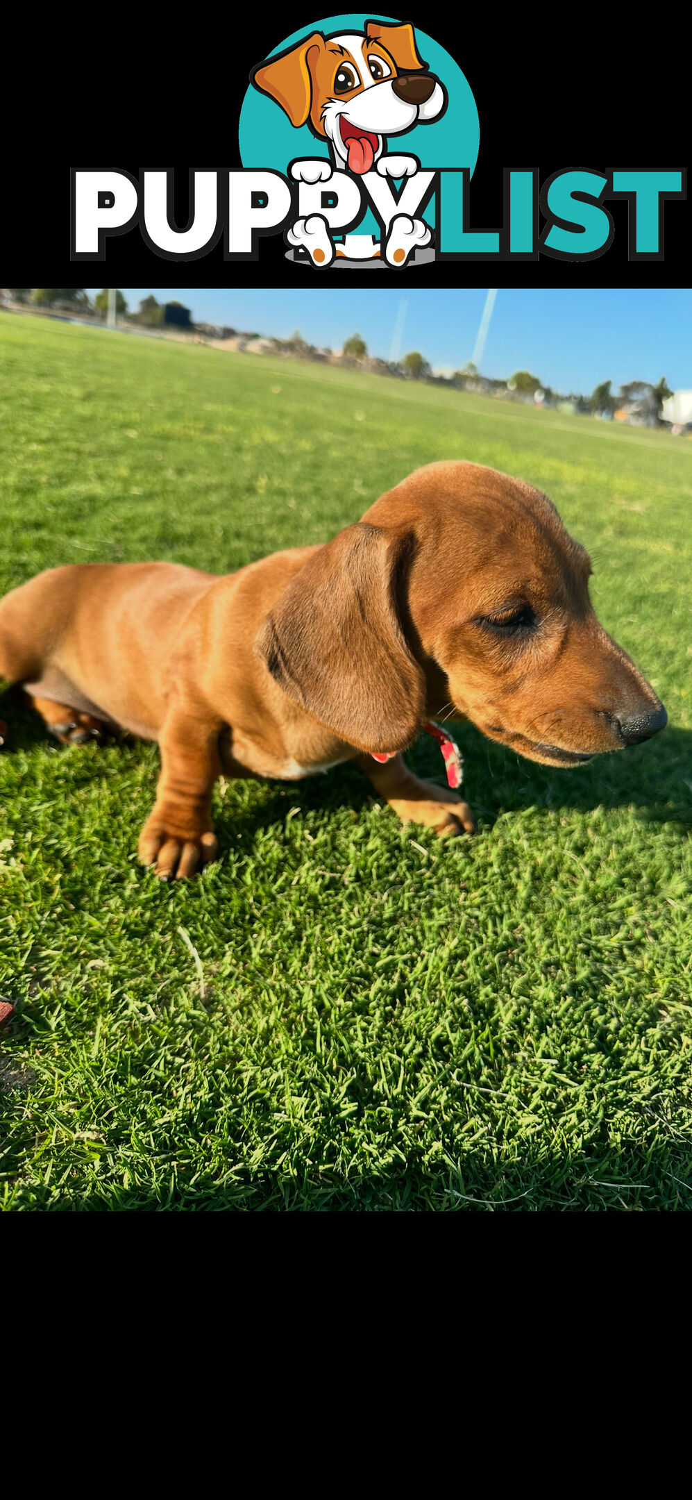 Dachshund puppies