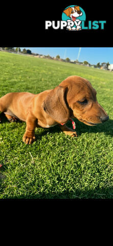 Dachshund puppies