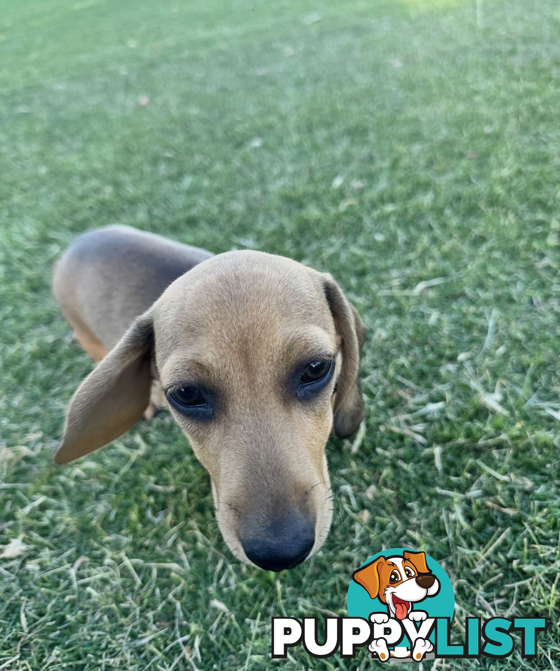 Dachshund puppies