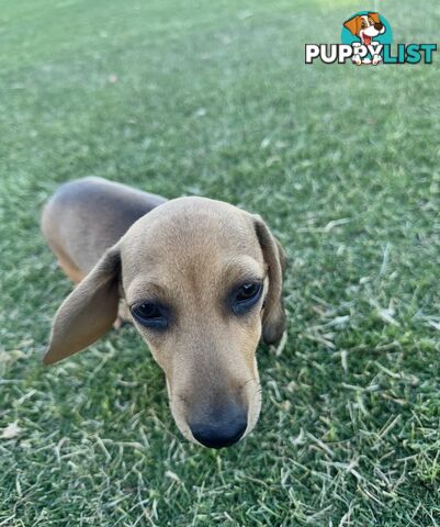 Dachshund puppies