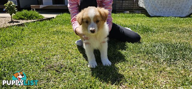 Border Collie Puppy - Wheaten colour.