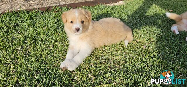 Border Collie Puppies - Wheaten colours.