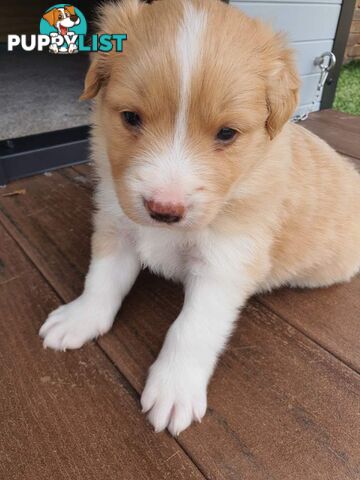 Border Collie Puppies - Blue Merle and Wheat colours.