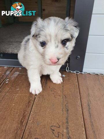 Border Collie Puppies - Blue Merle and Wheat colours.